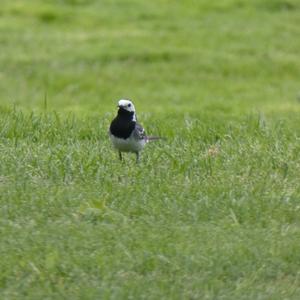 White Wagtail