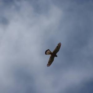 Common Kestrel