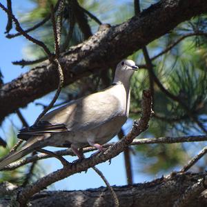 Eurasian Collared-dove