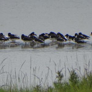 Eurasian Oystercatcher