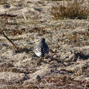 White Wagtail