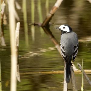 White Wagtail