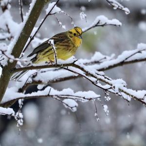 Yellowhammer