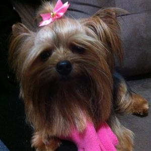 Yorkshire Terrier