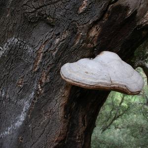 Tinder Polypore