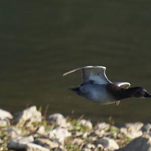 Common Pochard