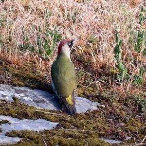 Eurasian Green Woodpecker