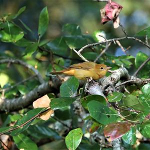 Summer Tanager