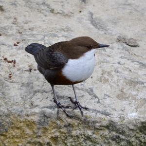 White-throated Dipper