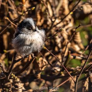 Long-tailed Tit