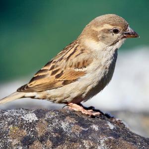 House Sparrow