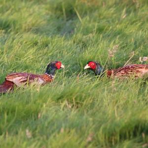 Common Pheasant