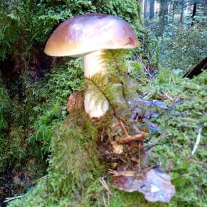 King Bolete