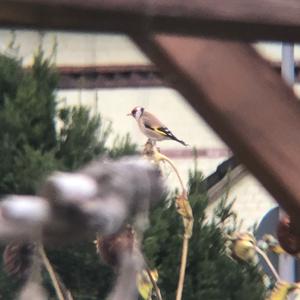 European Goldfinch