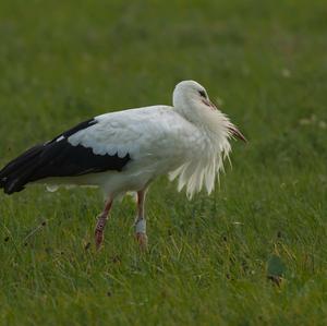 White Stork