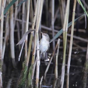 Eurasian Reed-warbler