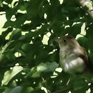 Common Nightingale