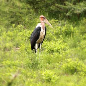 Marabou Stork