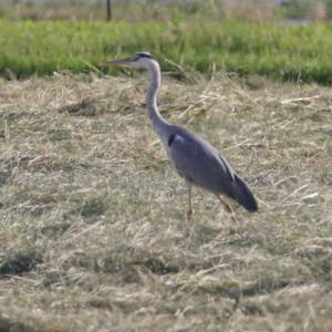 Grey Heron