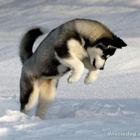 Siberian Husky