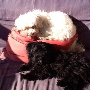 Unknown Breed