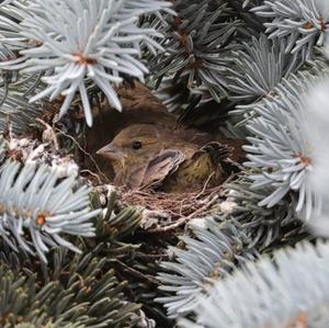 European Greenfinch