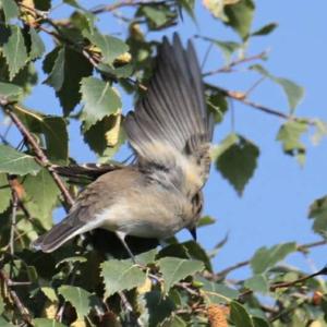 European Pied Flycatcher