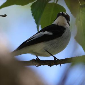 European Pied Flycatcher