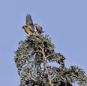 European Greenfinch