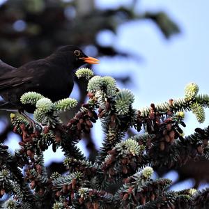 Eurasian Blackbird