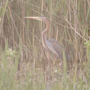 Purple Heron