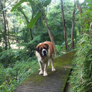 Saint Bernard