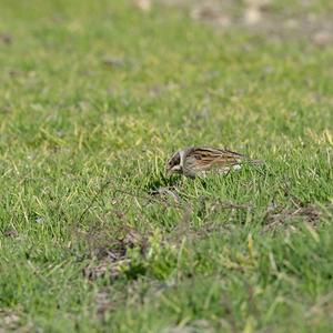 Reed Bunting