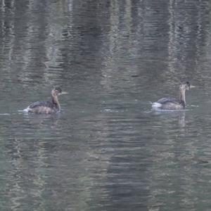 Little Grebe