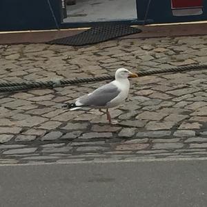 Herring Gull