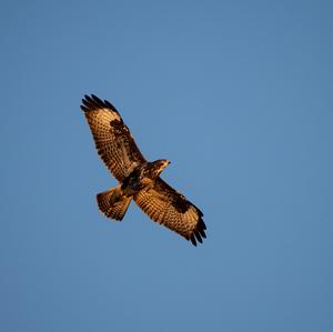 Mäusebussard