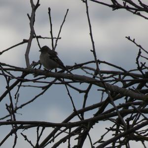 Eurasian Chaffinch