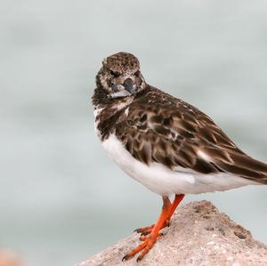 Ruddy Turnstone