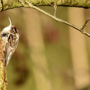 Eurasian Treecreeper