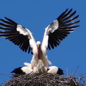 White Stork