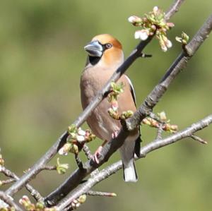 Hawfinch