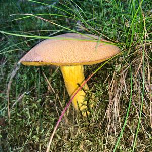 Bluing Bolete