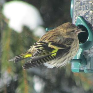 Pine Siskin