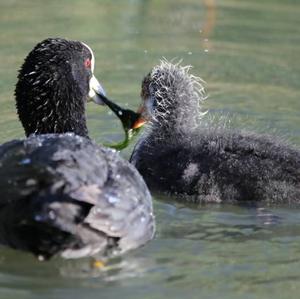 Common Coot