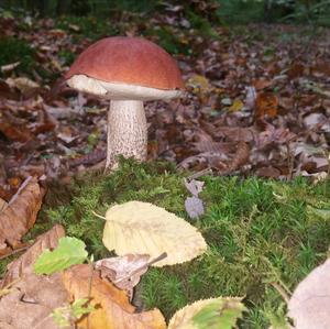 Summer Bolete