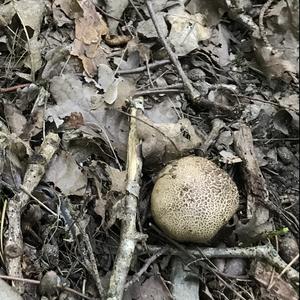 Pigskin Poison Puffball