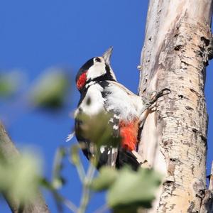 Great Spotted Woodpecker