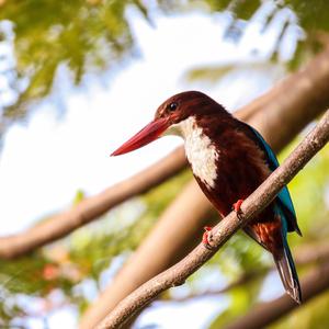 White-throated Kingfisher