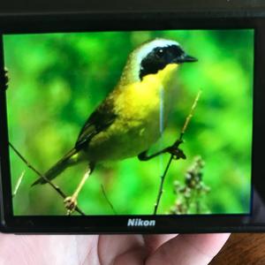 Common Yellowthroat