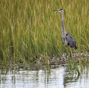 Great Blue Heron